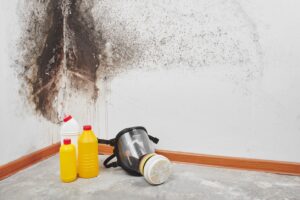 Mold Patrol – The best company to get rid of white mold from your home