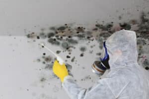 A complete guide of How White Mold Affect your home – Mold Patro